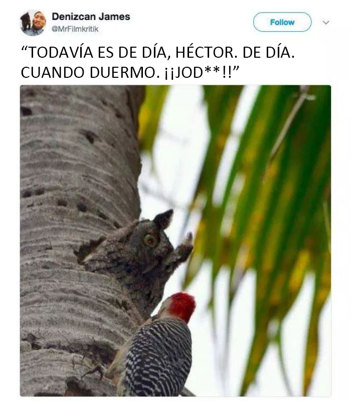 50 Of The Best Bird Memes Posted Online