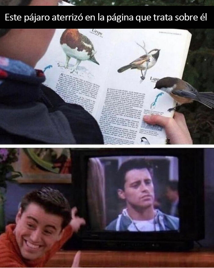 50 Of The Best Bird Memes Posted Online