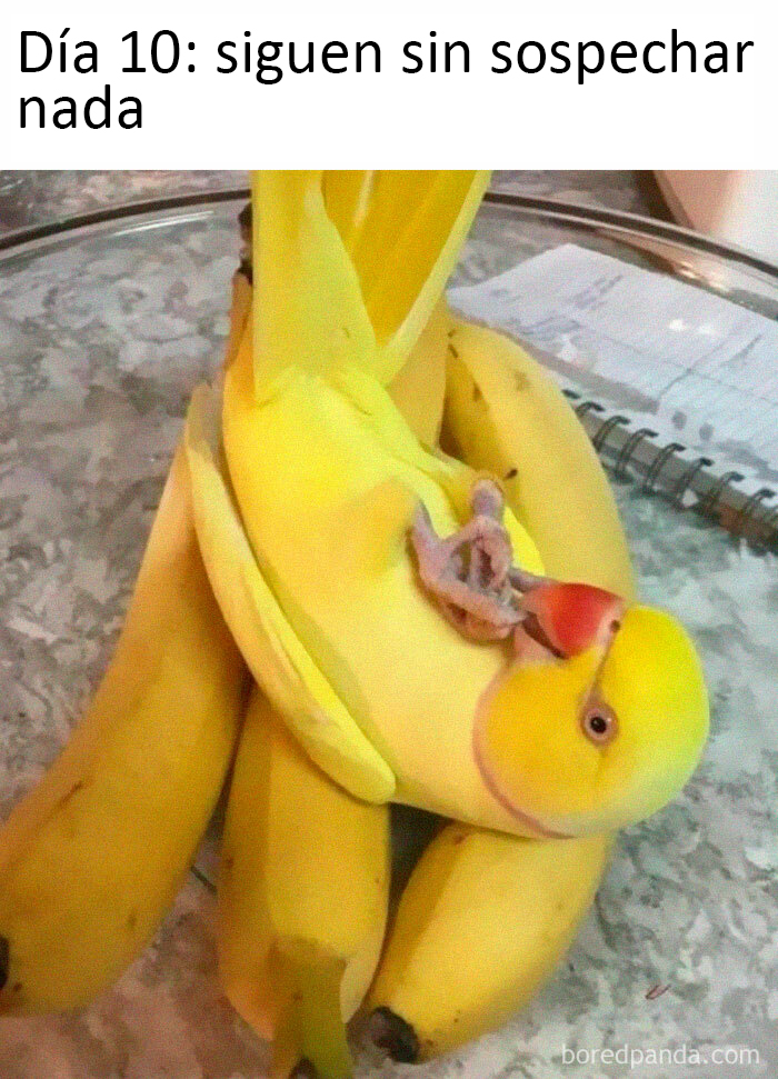 50 Of The Best Bird Memes Posted Online