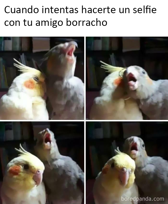 50 Of The Best Bird Memes Posted Online