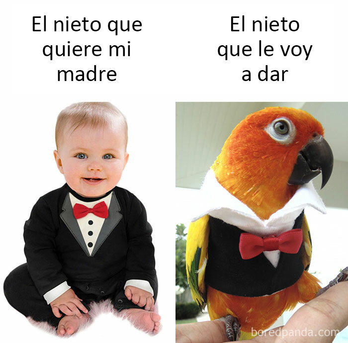 50 Of The Best Bird Memes Posted Online