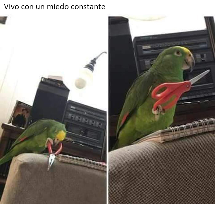 50 Of The Best Bird Memes Posted Online