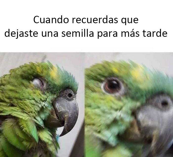 50 Of The Best Bird Memes Posted Online