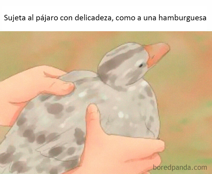 50 Of The Best Bird Memes Posted Online