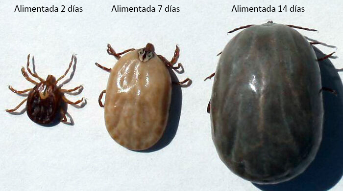 El crecimiento de una garrapata en dos semanas