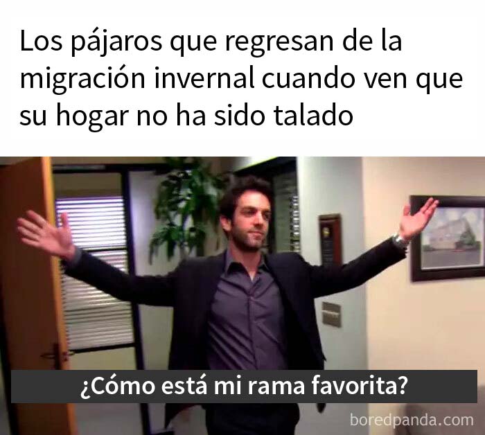 Bromas aviares