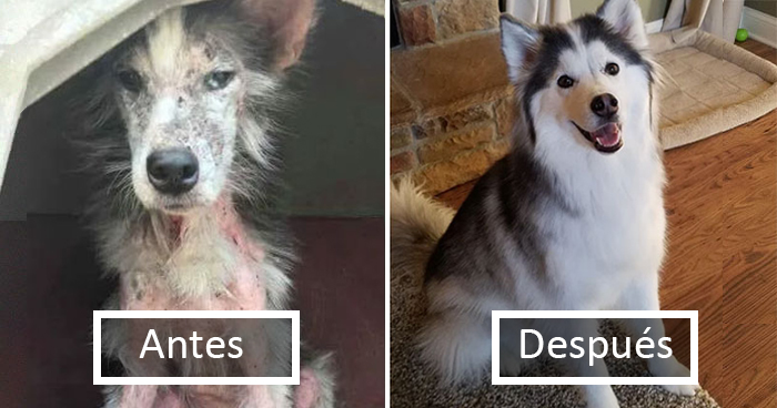 La gente comparte fotos del antes y el después de la adopción de sus perros que demuestran cómo el rescate cambia la vida (nuevas imágenes)