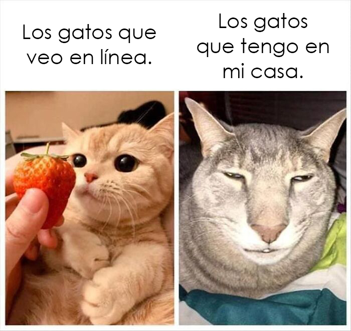 'Cat.Exe Has Stopped Working': This IG Account Collects Hilarious Images Of Broken Cats (50 Pics)
