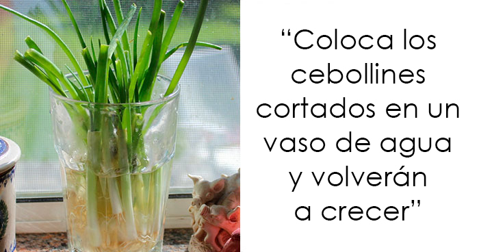 20 Vegetales que puedes volver a cultivar en lugar de tirarlos