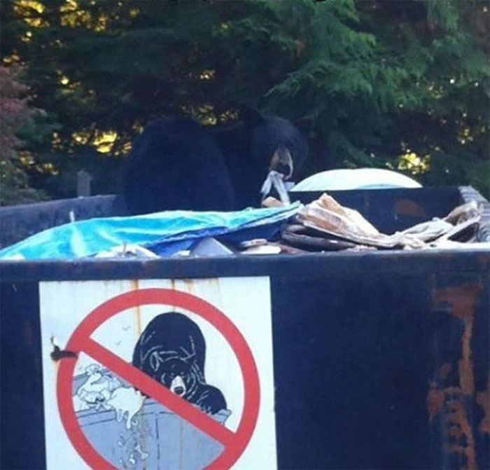 Este oso también sabe