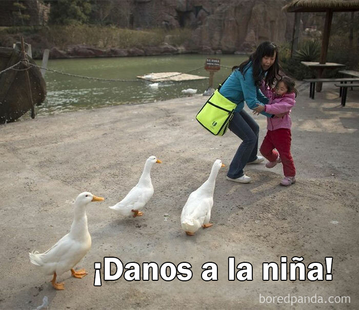 25 De los mejores memes de pájaros publicados en Internet