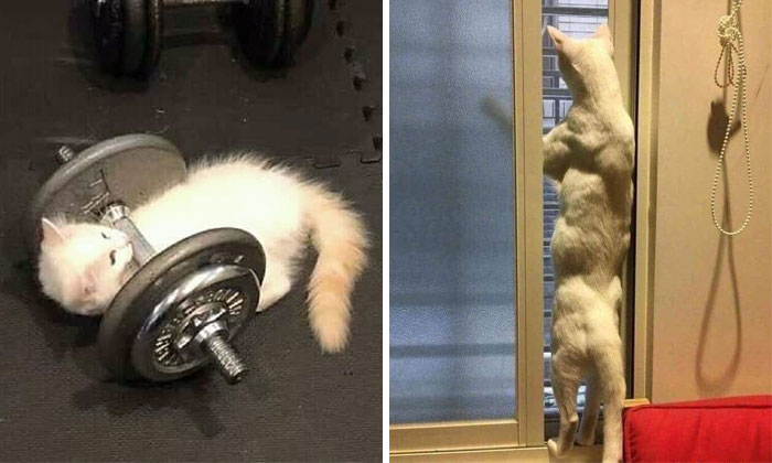 La cuenta de Twitter “Gatos fuera de contexto” comparte fotos de gatos que emiten una energía confusa