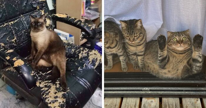 La cuenta de Twitter “Gatos fuera de contexto” comparte fotos de gatos que emiten una energía confusa