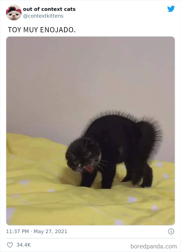 The “Out Of Context Cats” Twitter Page Shares Cat Pics That Give Off Confusing Energy (50 Pics)