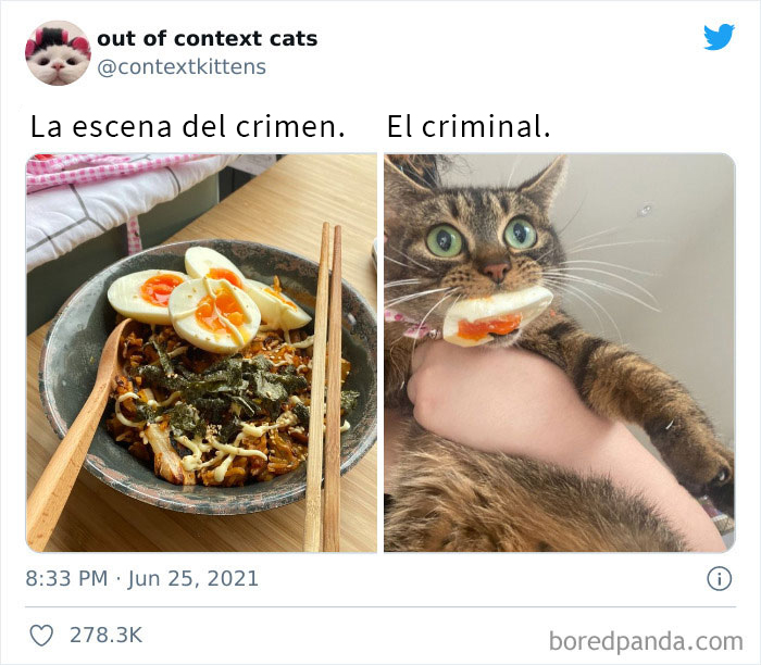 The “Out Of Context Cats” Twitter Page Shares Cat Pics That Give Off Confusing Energy (50 Pics)