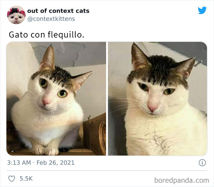The “Out Of Context Cats” Twitter Page Shares Cat Pics That Give Off Confusing Energy (50 Pics)