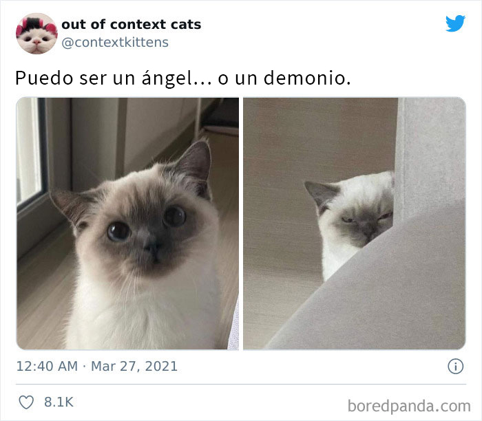 The “Out Of Context Cats” Twitter Page Shares Cat Pics That Give Off Confusing Energy (50 Pics)
