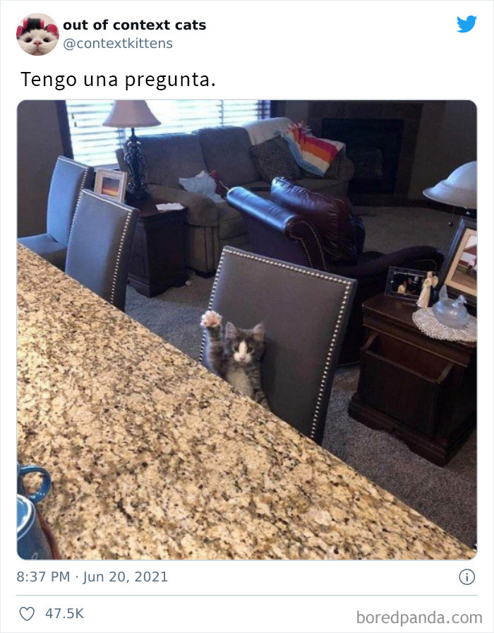The “Out Of Context Cats” Twitter Page Shares Cat Pics That Give Off Confusing Energy (50 Pics)