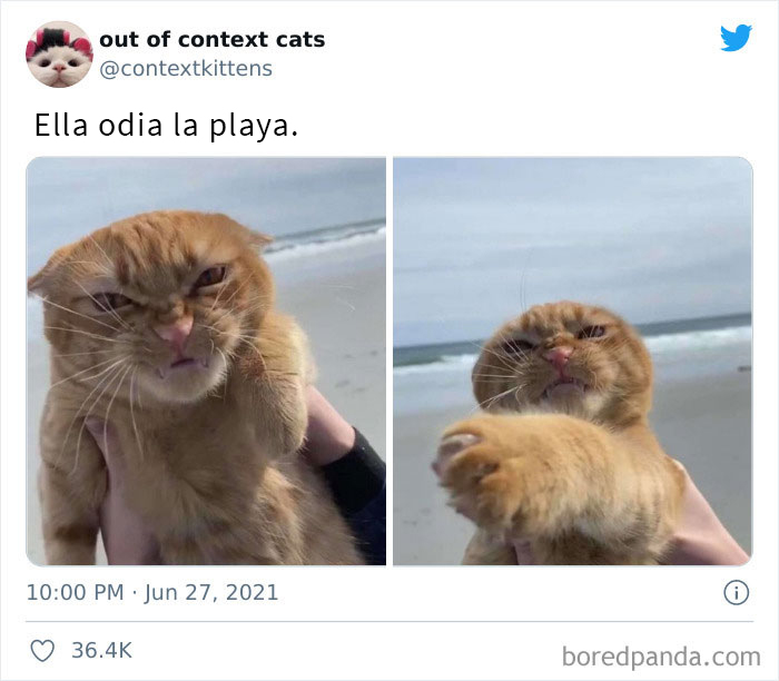 The “Out Of Context Cats” Twitter Page Shares Cat Pics That Give Off Confusing Energy (50 Pics)