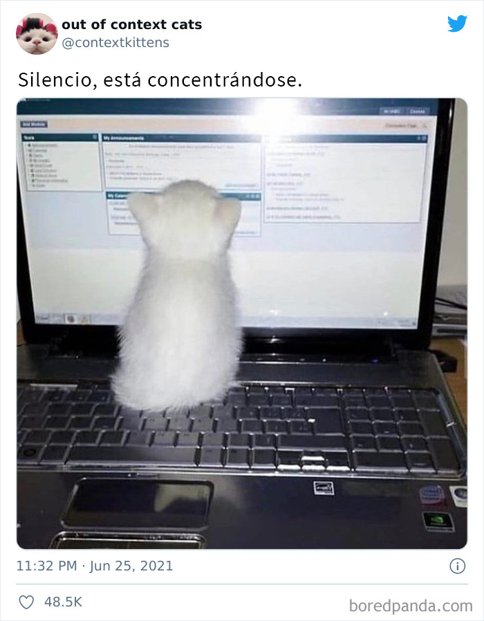 The “Out Of Context Cats” Twitter Page Shares Cat Pics That Give Off Confusing Energy (50 Pics)