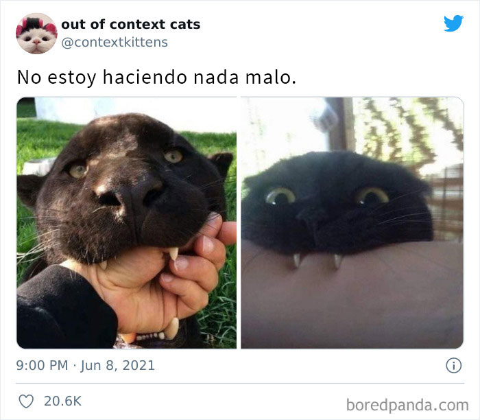 The “Out Of Context Cats” Twitter Page Shares Cat Pics That Give Off Confusing Energy (50 Pics)