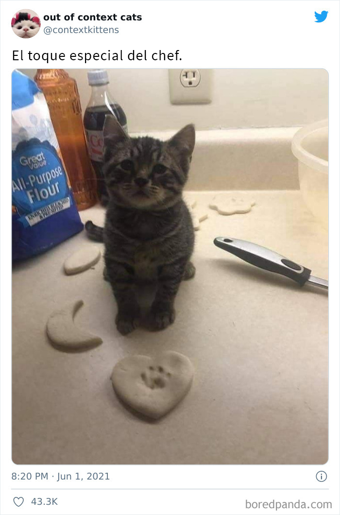 The “Out Of Context Cats” Twitter Page Shares Cat Pics That Give Off Confusing Energy (50 Pics)