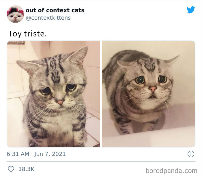 The “Out Of Context Cats” Twitter Page Shares Cat Pics That Give Off Confusing Energy (50 Pics)
