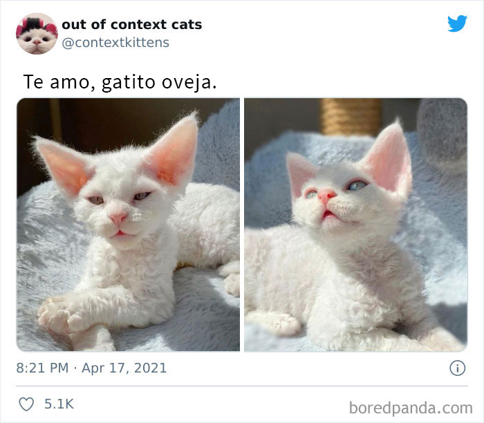 The “Out Of Context Cats” Twitter Page Shares Cat Pics That Give Off Confusing Energy (50 Pics)