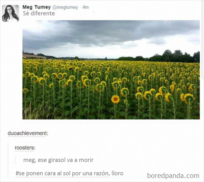 No soy como los demás girasoles. Estoy muerta