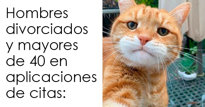 20 De las mejores publicaciones, bromas y memes sobre gatos