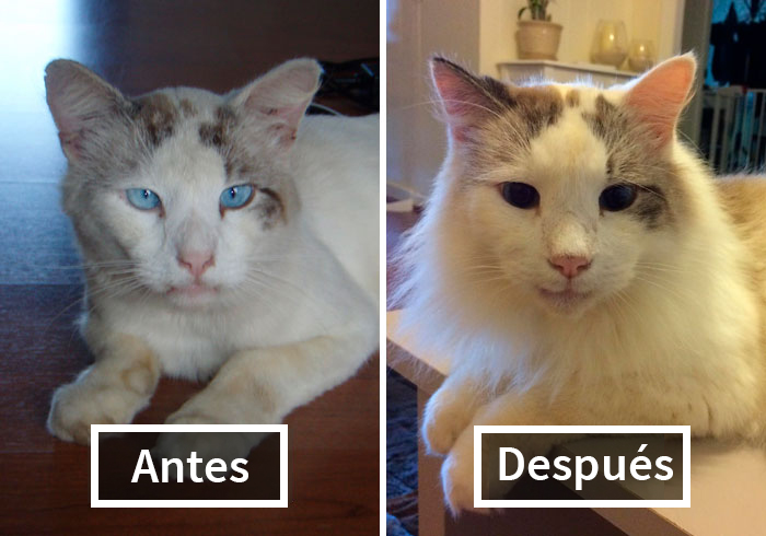 Esta comunidad comparte fotos de gatos antes y después de ser adoptados, mostrando lo que pueden cambiar con cariño y cuidados (nuevas fotos)