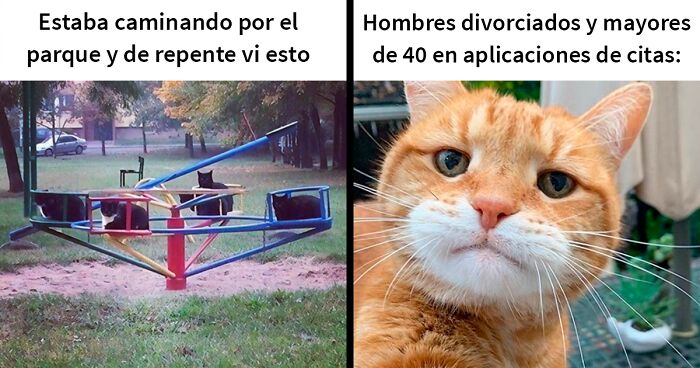 20 De las mejores publicaciones, bromas y memes sobre gatos