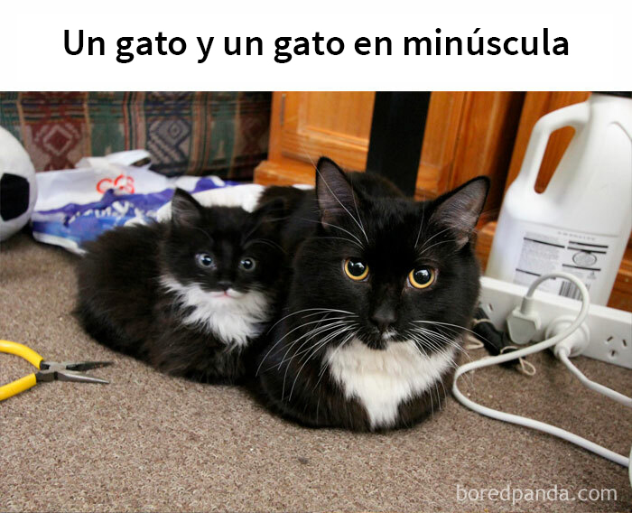 This Online Group Is Sharing The Best Cat Posts, Jokes, And Memes (50 Pics)