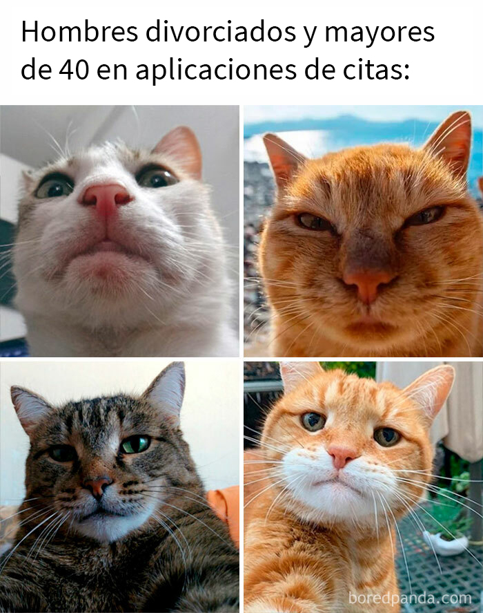 This Online Group Is Sharing The Best Cat Posts, Jokes, And Memes (50 Pics)