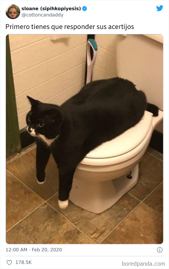 This Online Group Is Sharing The Best Cat Posts, Jokes, And Memes (50 Pics)