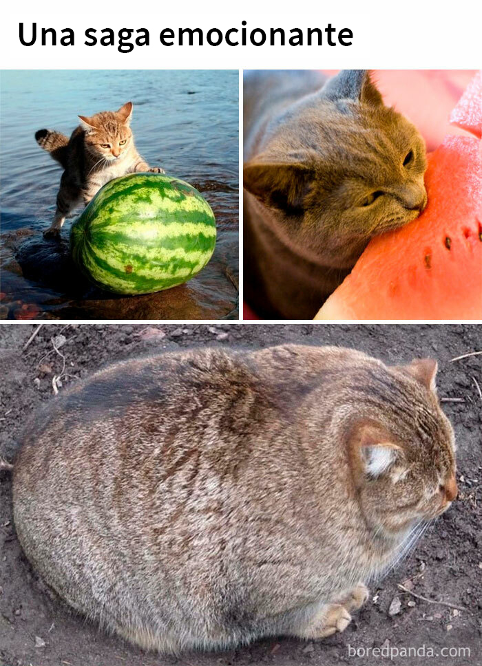 This Online Group Is Sharing The Best Cat Posts, Jokes, And Memes (50 Pics)