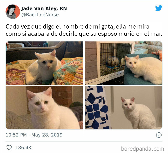This Online Group Is Sharing The Best Cat Posts, Jokes, And Memes (50 Pics)