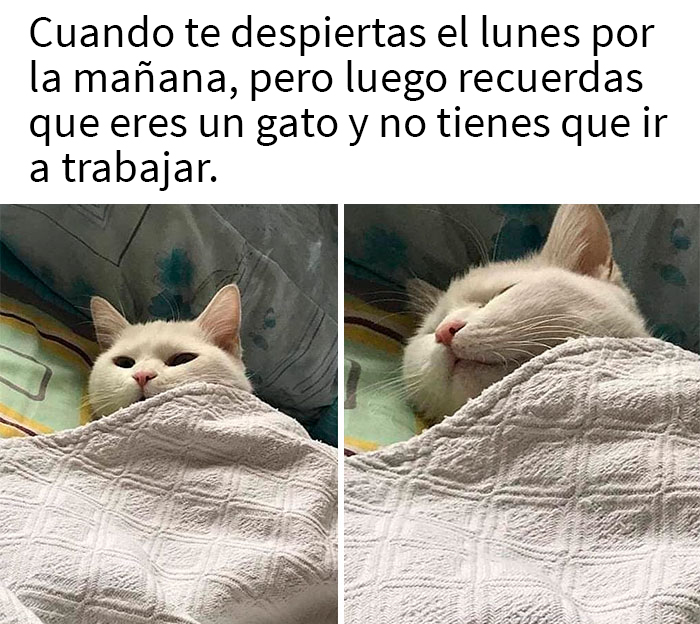 This Online Group Is Sharing The Best Cat Posts, Jokes, And Memes (50 Pics)