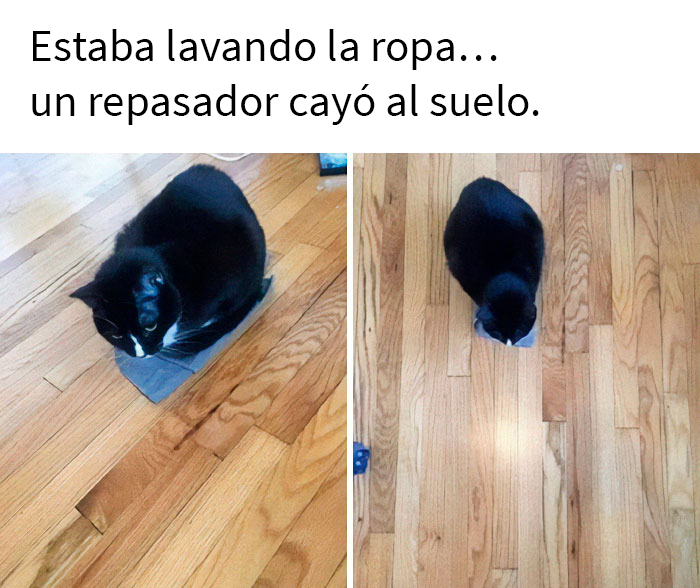 This Online Group Is Sharing The Best Cat Posts, Jokes, And Memes (50 Pics)