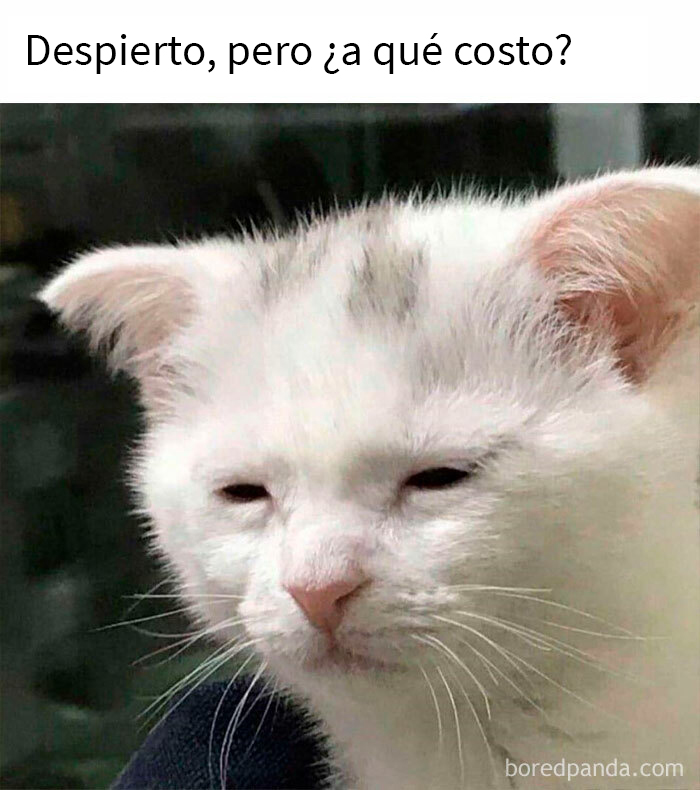 This Online Group Is Sharing The Best Cat Posts, Jokes, And Memes (50 Pics)