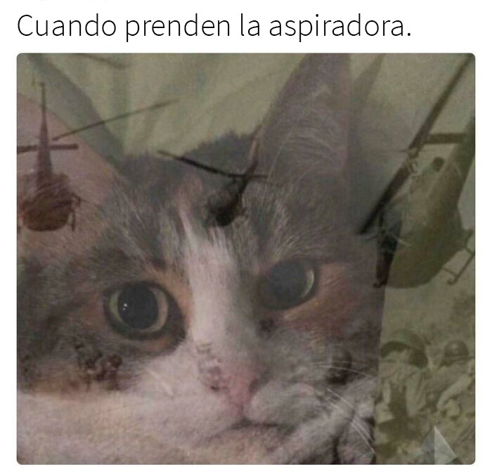This Online Group Is Sharing The Best Cat Posts, Jokes, And Memes (50 Pics)