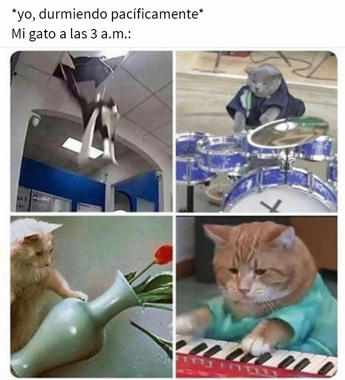 This Online Group Is Sharing The Best Cat Posts, Jokes, And Memes (50 Pics)