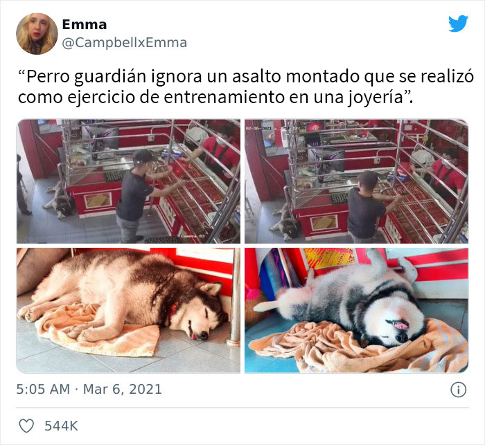 Es un tontorrón, no un luchador