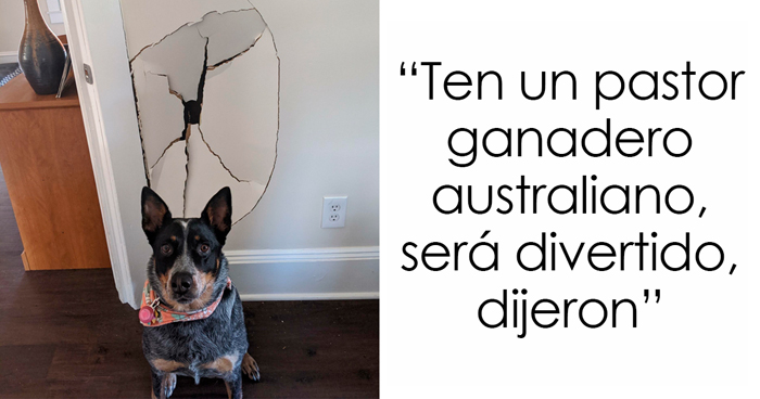 43 Perros siendo avergonzados por la gente al portarse como los peores buenos chicos