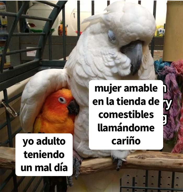 Esta cuenta de Twitter recoge sólo los memes más respetables, aquí están 20 de los mejores