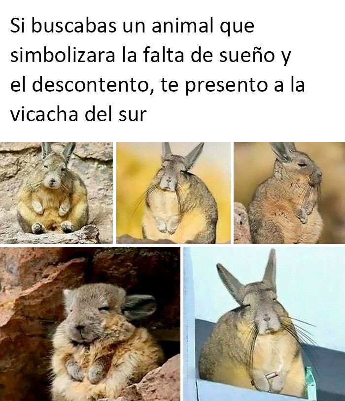 La vizcacha del sur es una especie de roedor nativo de Argentina, Bolivia, Chile y Perú. Pasa gran parte del día tomando el sol, aseándose y descansando