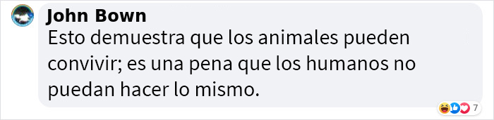 Se suponía que este gato tenía que atrapar a un ratón que vivía en la casa, pero acabaron haciéndose amigos