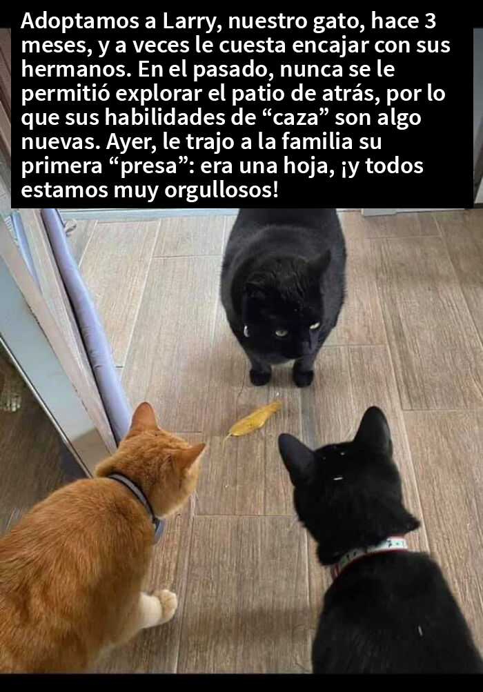 Larry es un buen gato