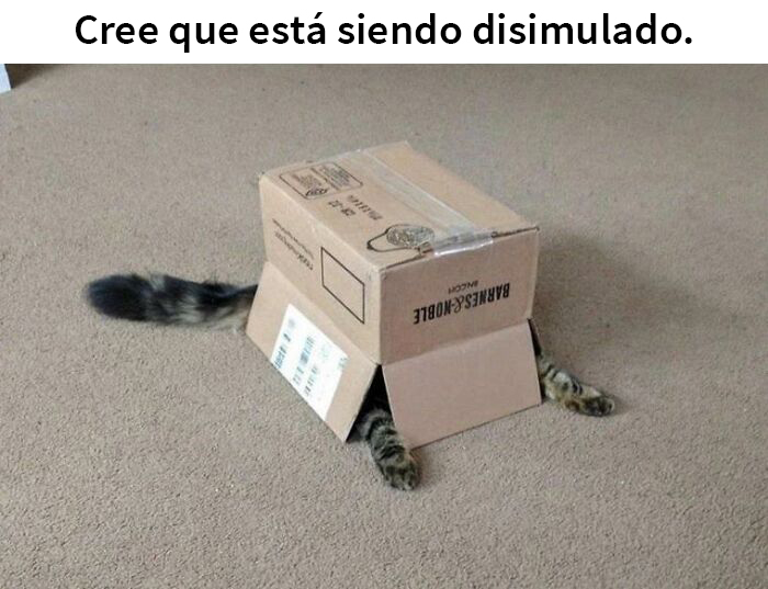 Cree que está siendo disimulado