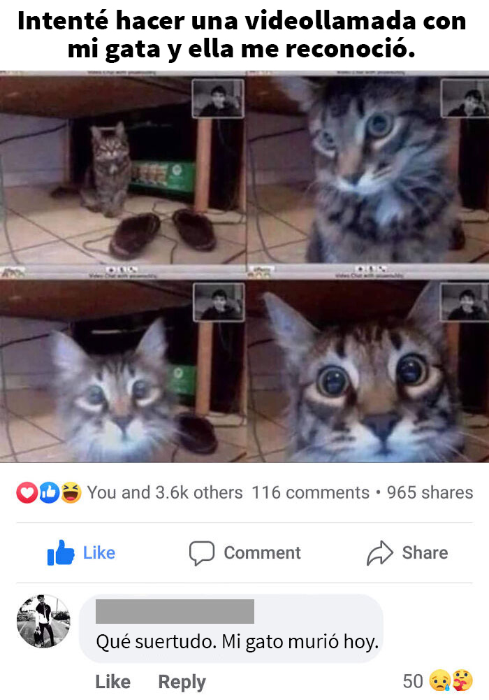 Qué manera de bajar el ánimo. Este era el comentario principal debajo de un meme publicado en un grupo de memes de gatos